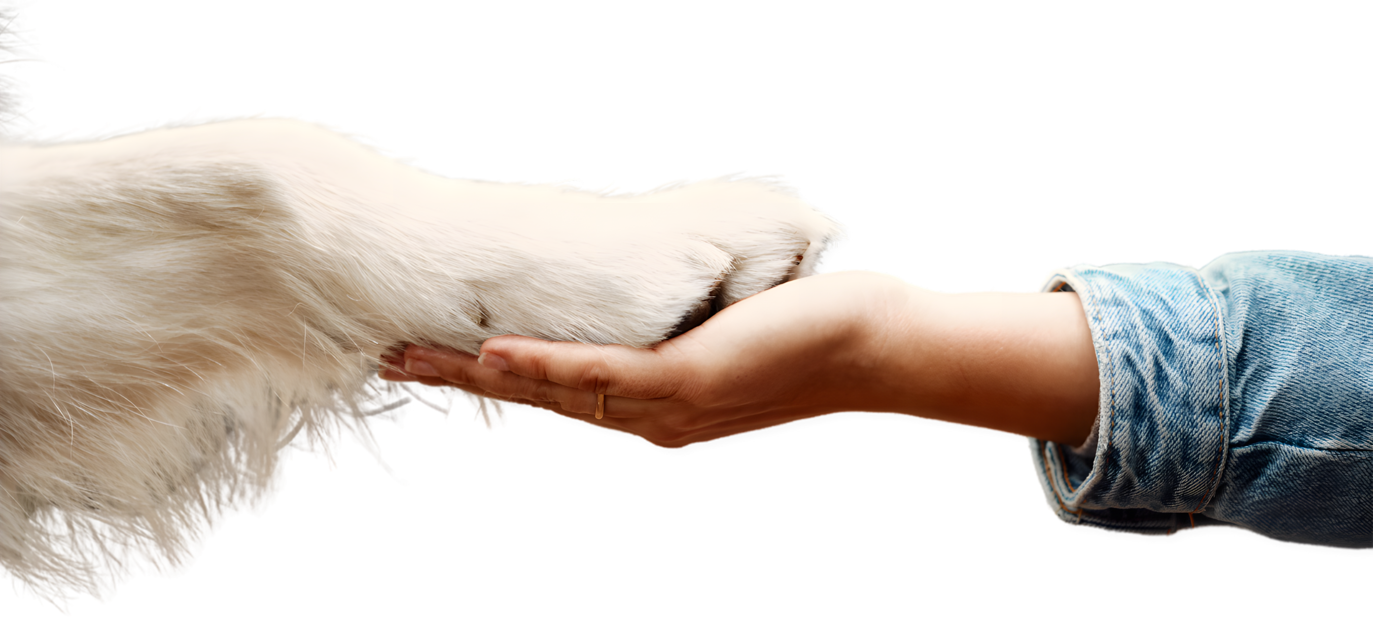 Hand holding paw