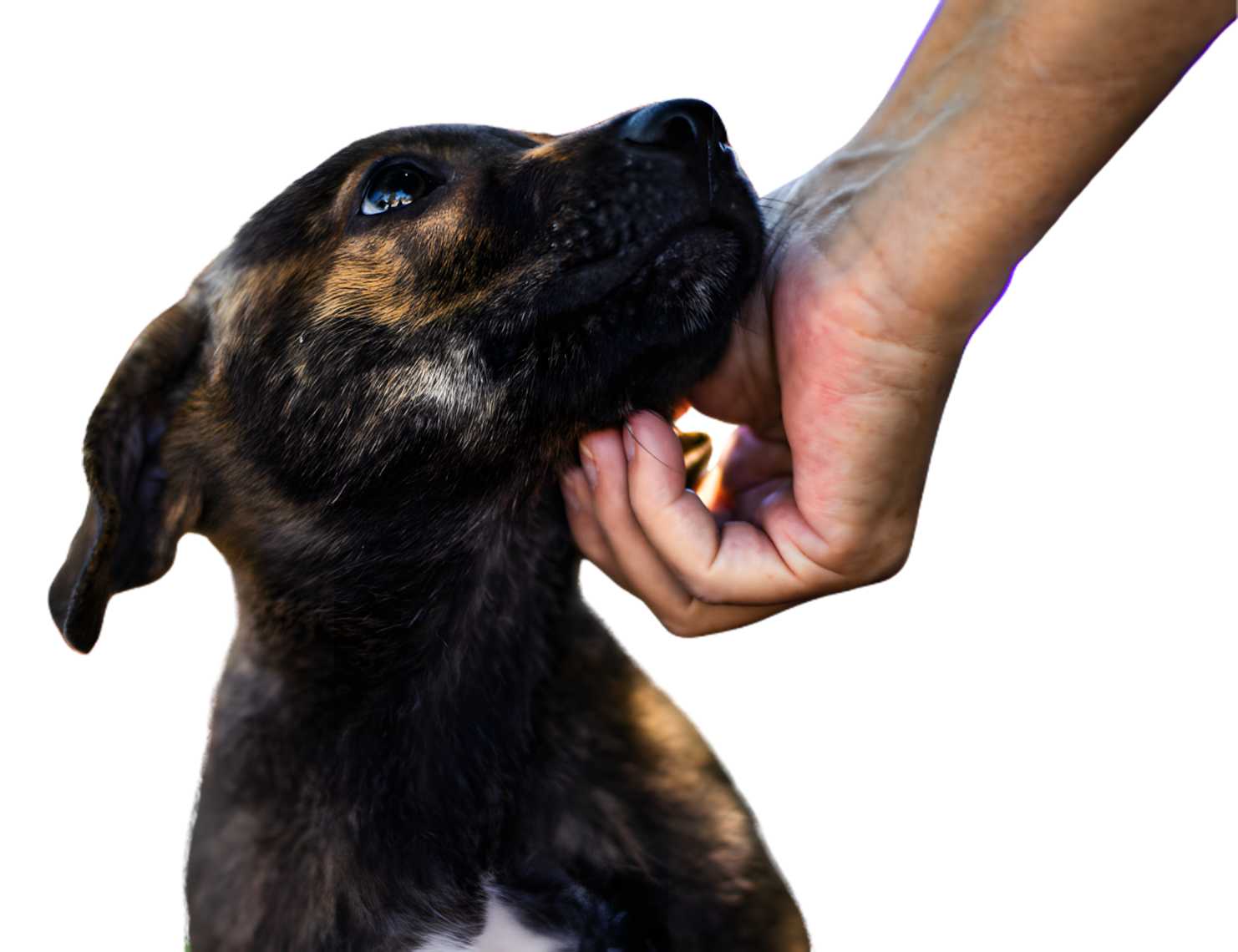 Dog being petted
